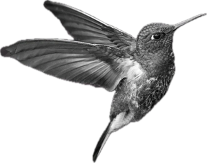 Colibrí, símbolo de la marca Maloka